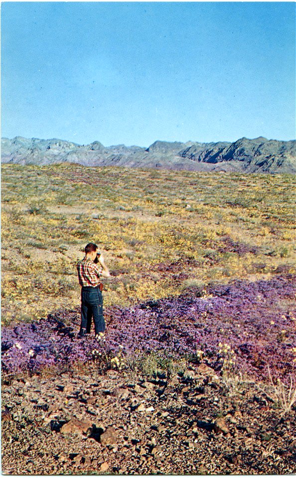 Spring Wildflowers In Northern Arizona