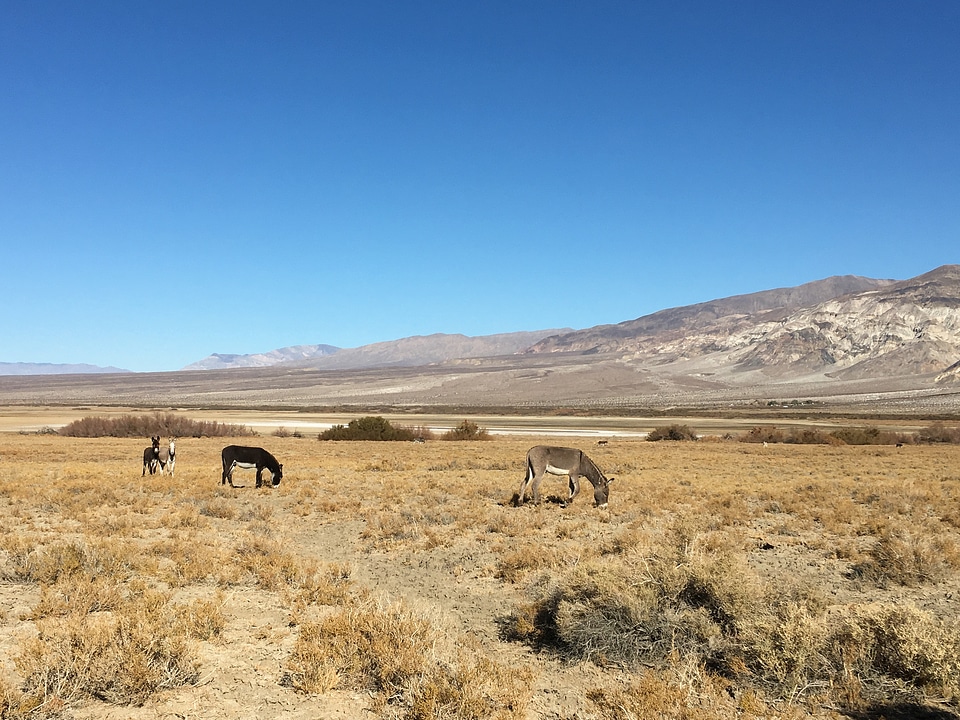 Horses in Panamint Valley burros