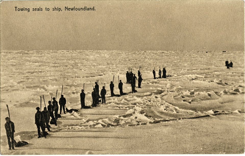 Towing Seals To The Ship, Newfoundland