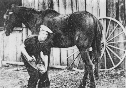 Farrier shoeing a horse, [n.d.] photo