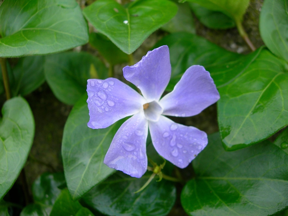 Periwinkle - Vinca major