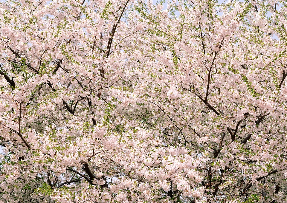 Cherry blossom and blue sky background