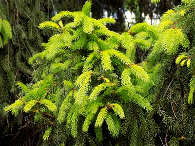 Hryshko National Botanical Garden photo