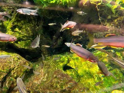 京都水族館 / Kyoto Aquarium