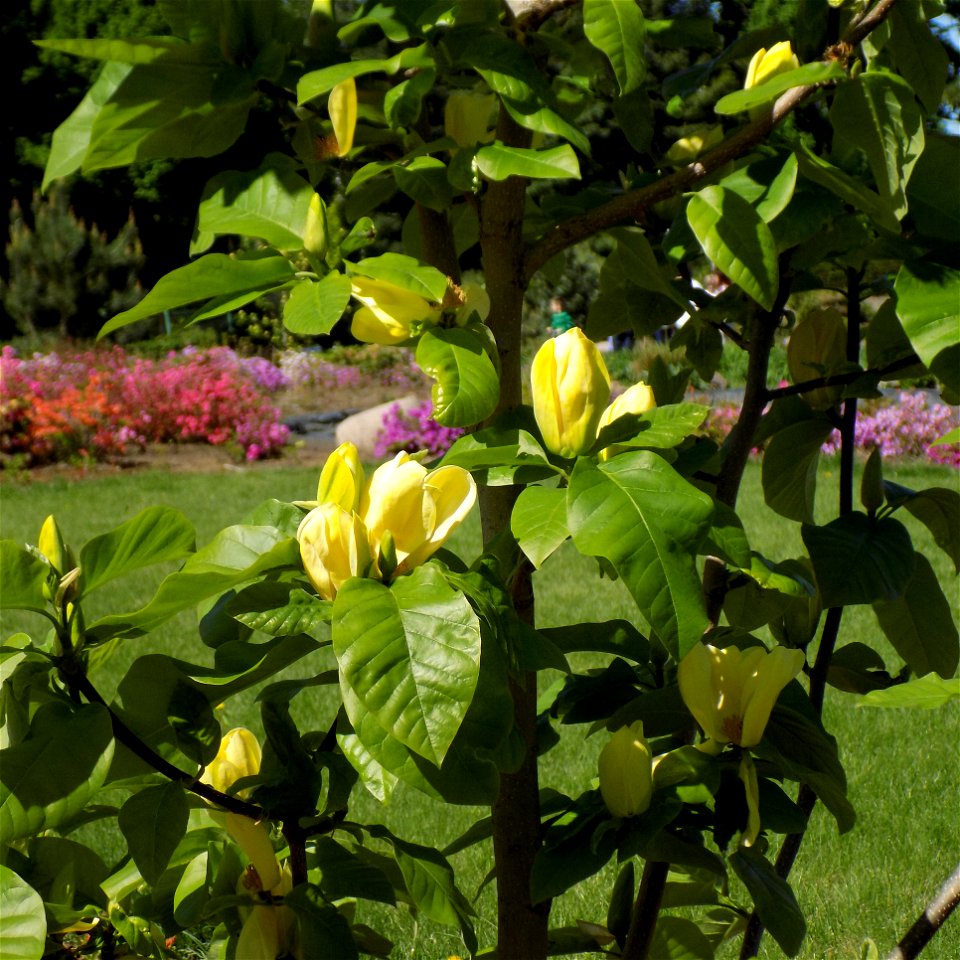 Hryshko National Botanical Garden