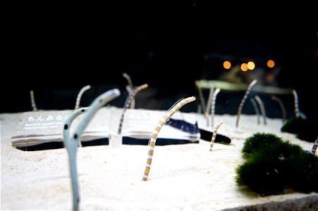 京都水族館 / Kyoto Aquarium