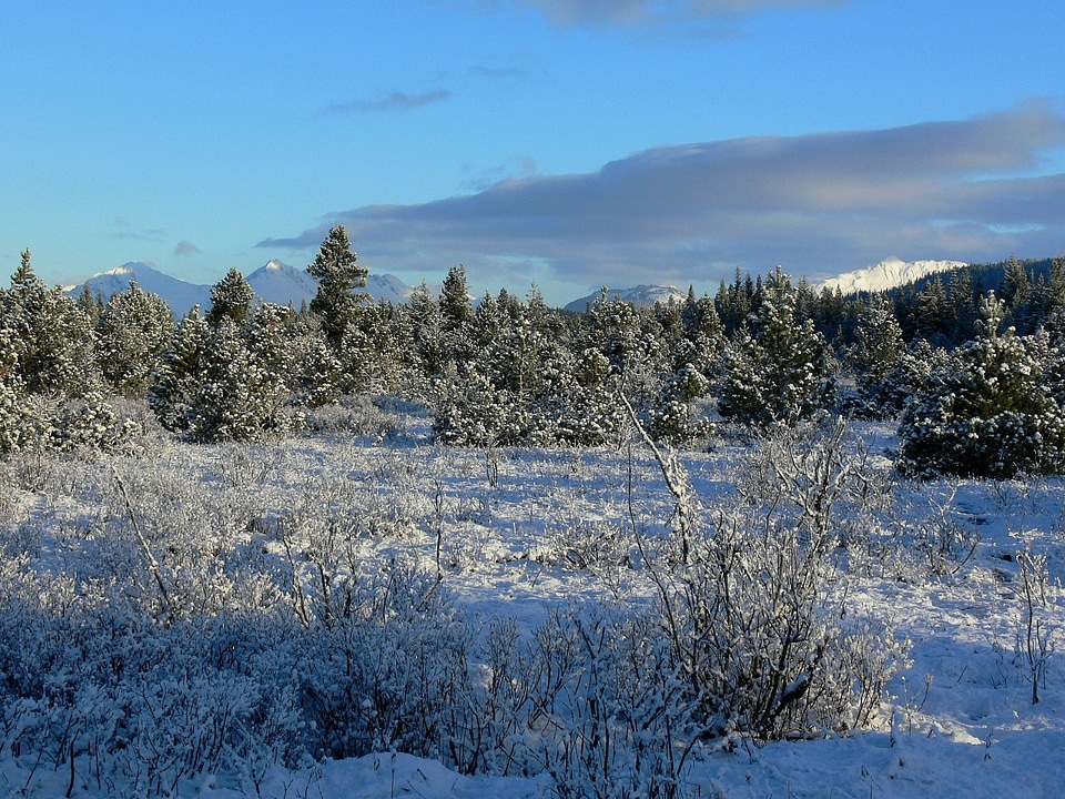 Fresh snow on lodgepole pine trees