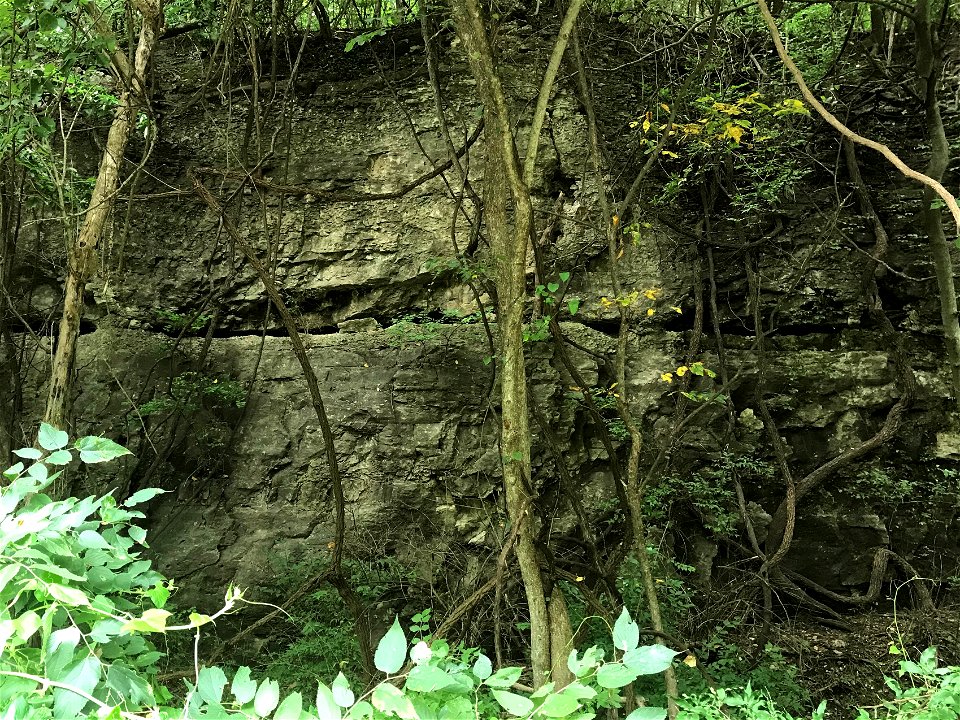 Joint Dissolution Enlargement in Kimmswick Limestone