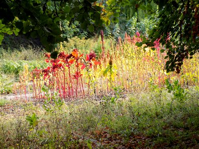 Hryshko National Botanical Garden photo