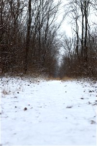 First Snow photo