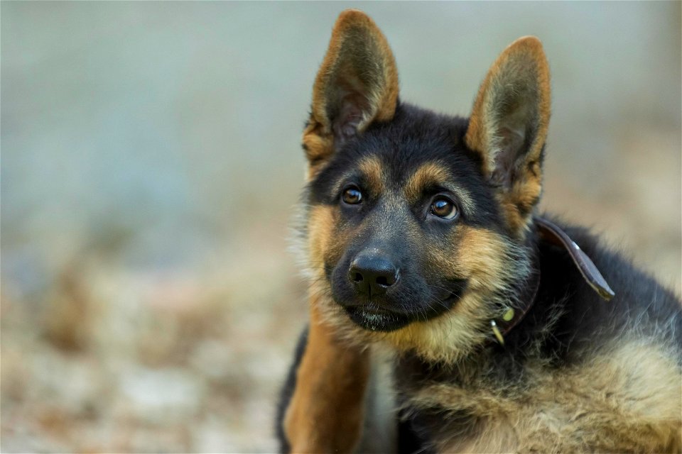 dog-6980929