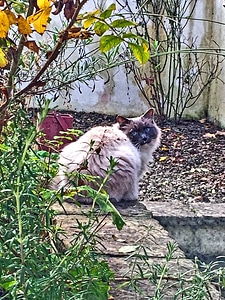 Mystery Cat