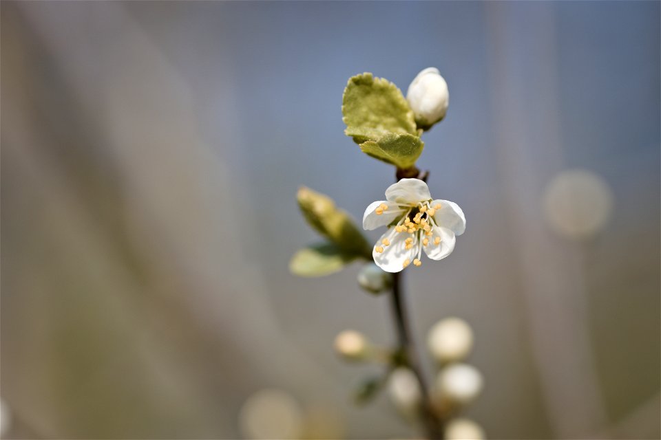 Cherry blossom