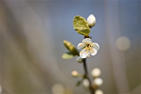 Cherry blossom photo