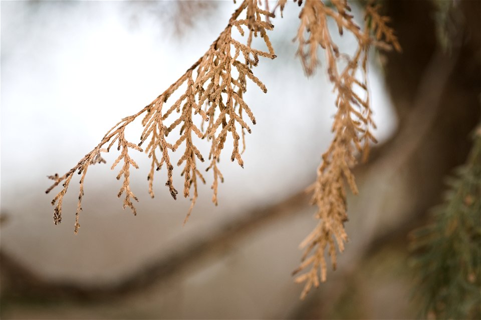 Branch photo