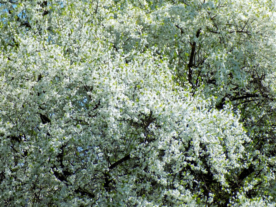 Hryshko National Botanical Garden