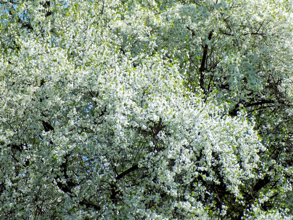 Hryshko National Botanical Garden photo