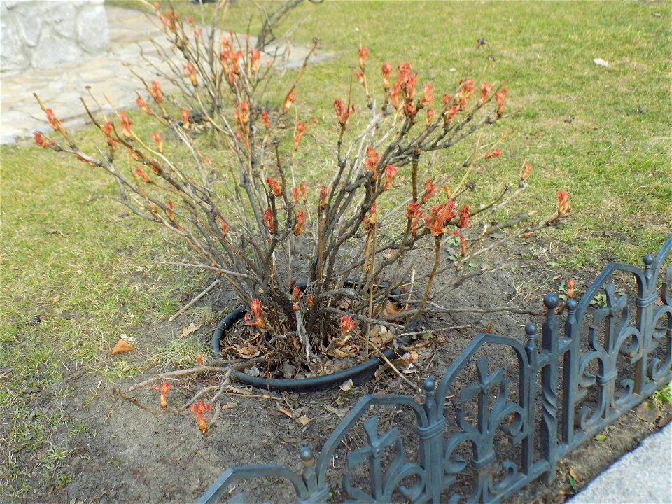 Hryshko National Botanical Garden