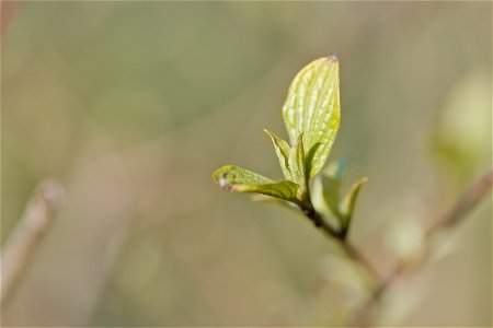 Spring leaves photo