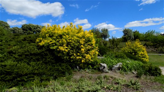 Hryshko National Botanical Garden