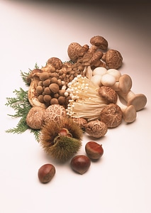 Close up of an assortment of mushrooms photo