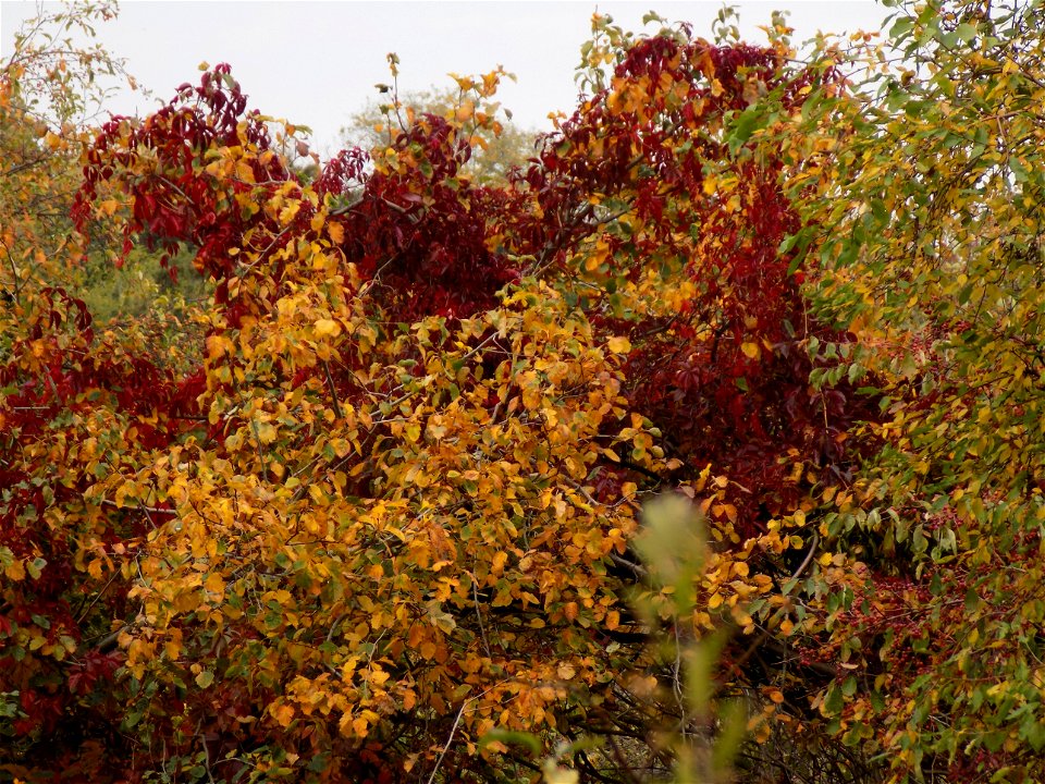 Hryshko National Botanical Garden