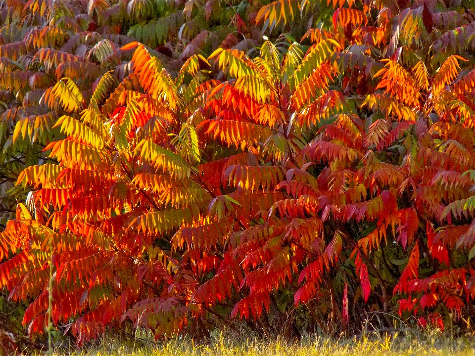 Hryshko National Botanical Garden photo