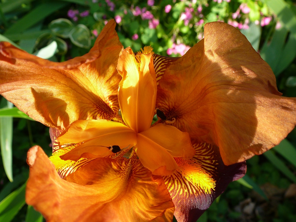 Flower orange blossom