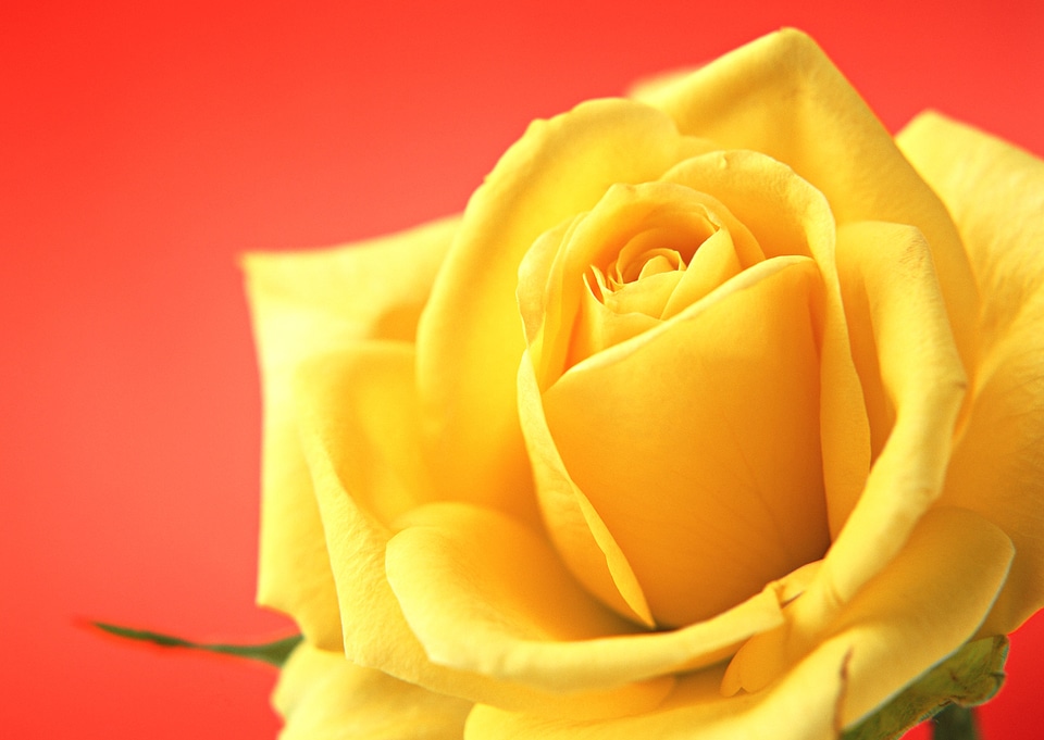 A single golden yellow rose