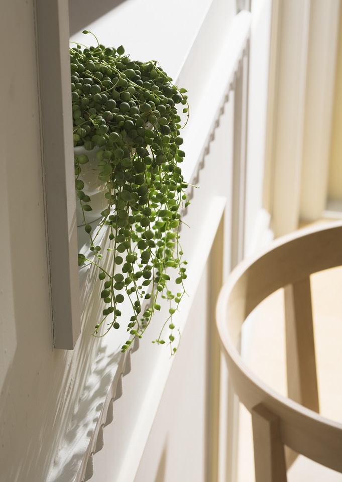 House plant growing at the pot in livingroom