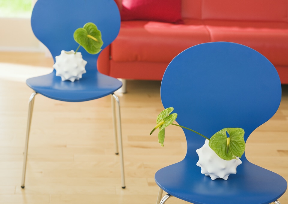 Green Anthurium in livingroom