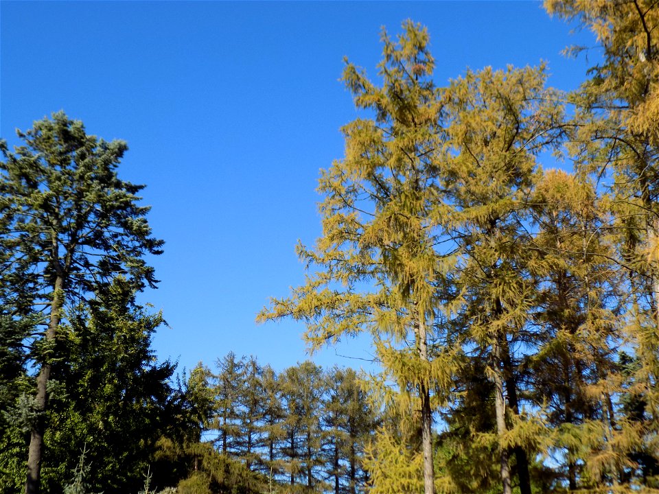 Hryshko National Botanical Garden