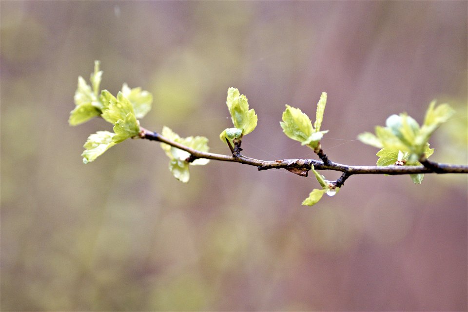 Branch, leafs photo