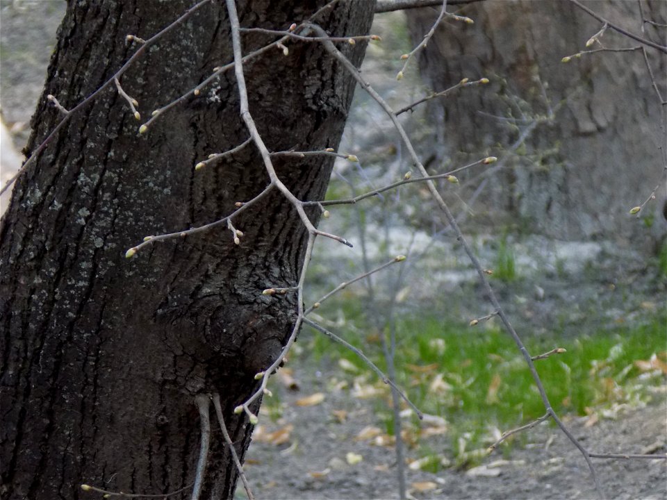 Hryshko National Botanical Garden photo