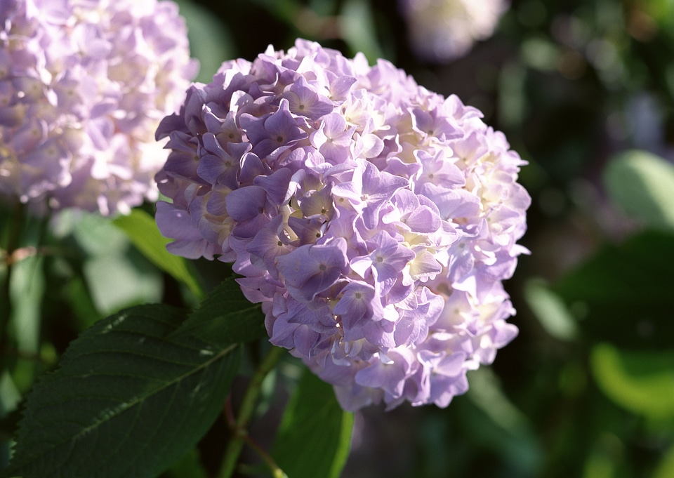 Hydrangea in full bloom