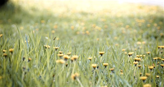 Dandelion & Grass