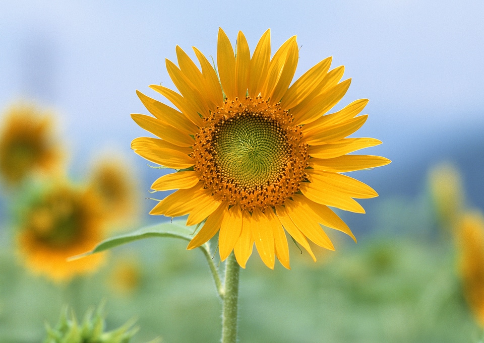Beautiful Sunflower Against a Blue Sky in the Field