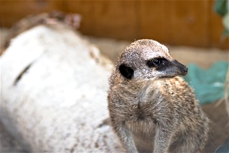 A meerkat from Chisinau Zoo
