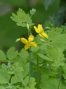 Yellow capsules plant