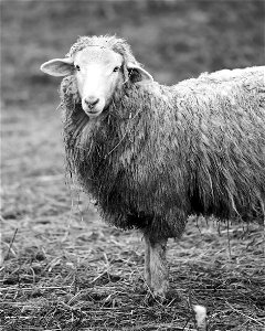 Sawkill Farm Sheep photo