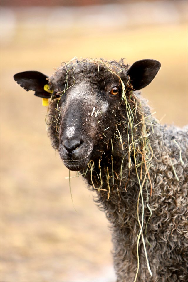 Sawkill Farm Sheep