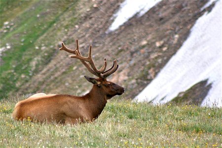 Bull Elk in the Alpine Tundra photo