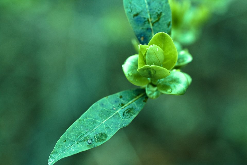 Early spring leafs