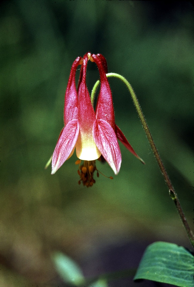 Wild Columbine wildflower