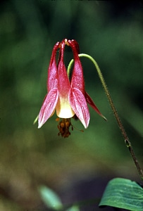 Wild Columbine wildflower