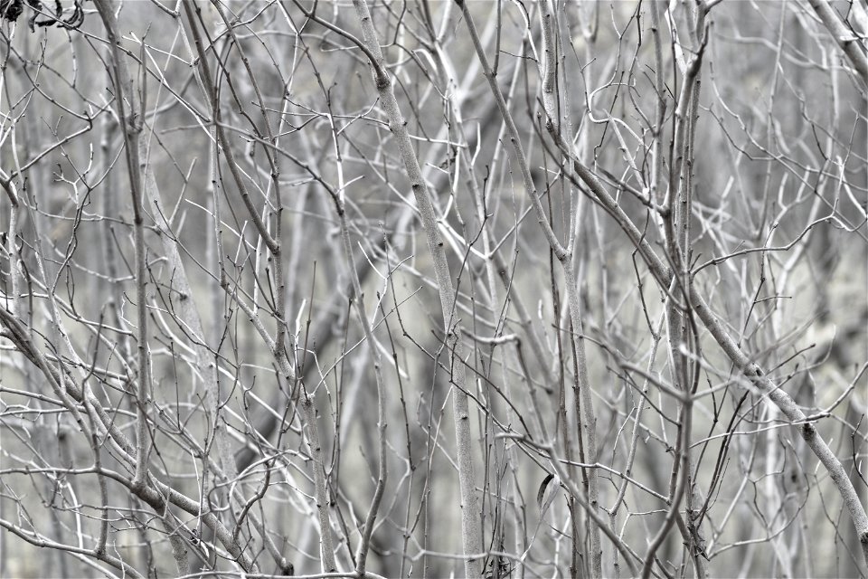 BlackWhite Tree Wall