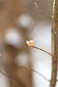 Dried Leaf photo