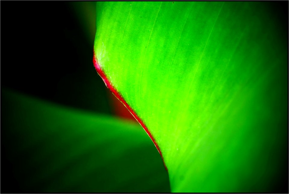 Banana leaf photo