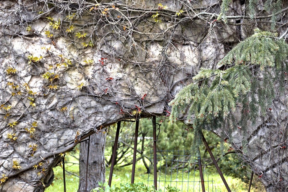 The wall of Dendrological Park, Chisinau