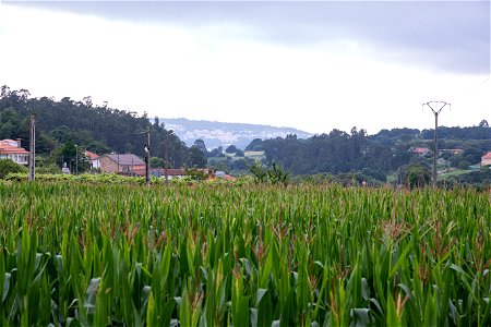 Camino de Invierno. Camiño de Inverno